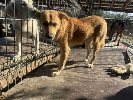 Fleur  ca. 8-jährige, nette Hündin, ca. 51 cm, wartet schon so lange im Tierheim