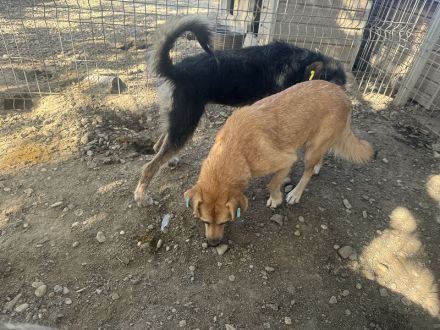 Fleur  ca. 8-jährige, nette Hündin, ca. 51 cm, wartet schon so lange im Tierheim