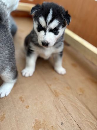 Reinrassige Siberian Husky Welpen