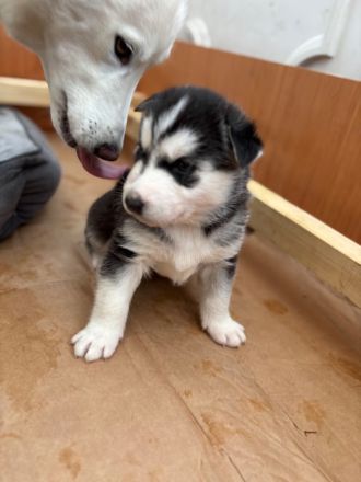 Reinrassige Siberian Husky Welpen