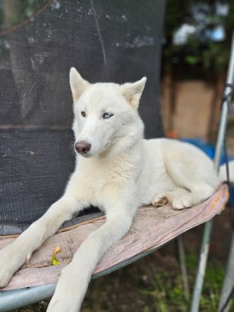 Reinrassige Siberian Husky Welpen