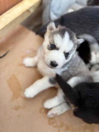 Reinrassige Siberian Husky Welpen