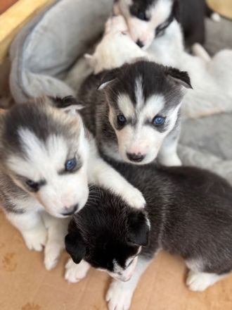 Reinrassige Siberian Husky Welpen