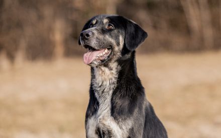 Zera sucht ihre Lieblingsmenschen