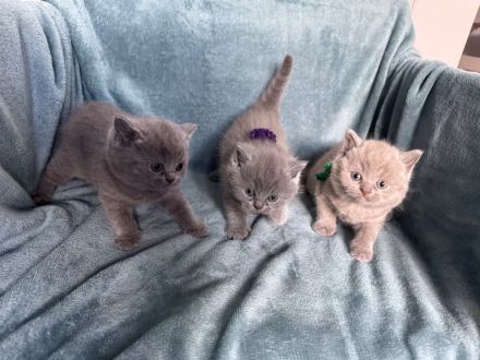 Reinrassige Britisch Kurzhaar Katzen BKH