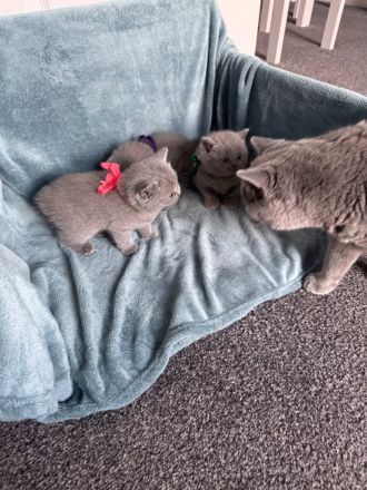 Reinrassige Britisch Kurzhaar Katzen BKH
