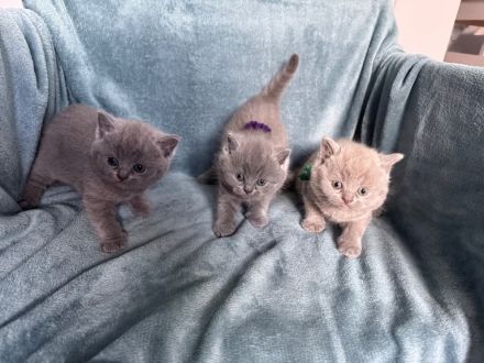 Reinrassige Britisch Kurzhaar Katzen BKH