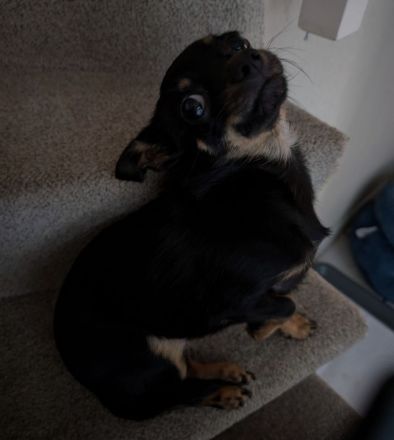 Chihuahua - Prager Rattler Mischlingsdame