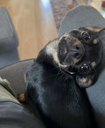 Chihuahua - Prager Rattler Mischlingsdame