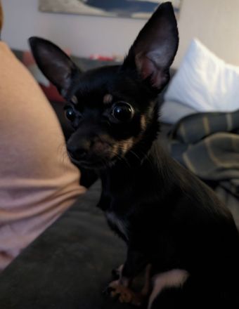 Chihuahua - Prager Rattler Mischlingsdame