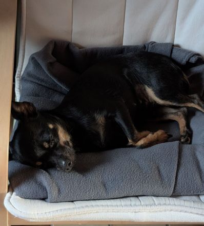 Chihuahua - Prager Rattler Mischlingsdame