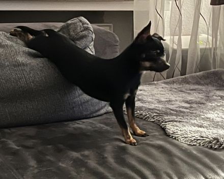 Chihuahua - Prager Rattler Mischlingsdame