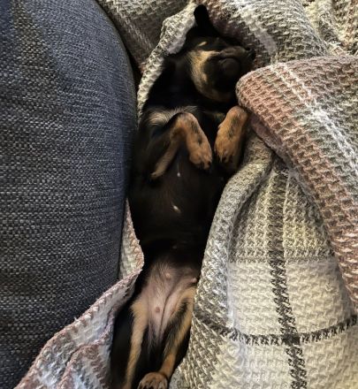 Chihuahua - Prager Rattler Mischlingsdame