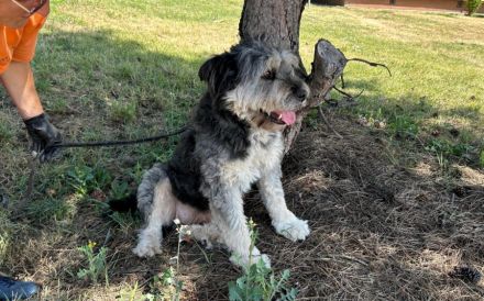 Wuschelhund Mailo sucht sein Körbchen