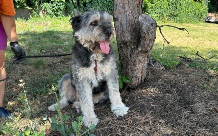 Wuschelhund Mailo sucht sein Körbchen