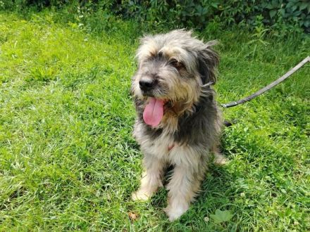 Wuschelhund Mailo sucht sein Körbchen