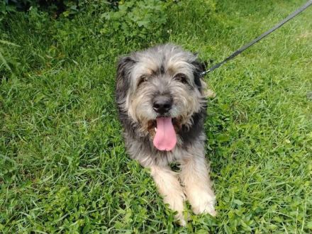 Wuschelhund Mailo sucht sein Körbchen