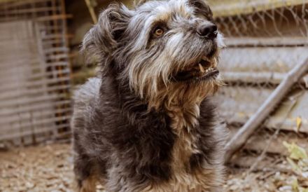 Wuschelhund Mailo sucht sein Körbchen