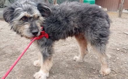 Wuschelhund Mailo sucht sein Körbchen