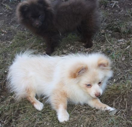 Flauschige Pomchi Welpen ( 75% Zwergspitz x 25% Chihuahua ) in schoko und creme !