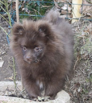 Flauschige Pomchi Welpen ( 75% Zwergspitz x 25% Chihuahua ) in schoko und creme !