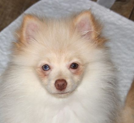 Flauschige Pomchi Welpen ( 75% Zwergspitz x 25% Chihuahua ) in schoko und creme !