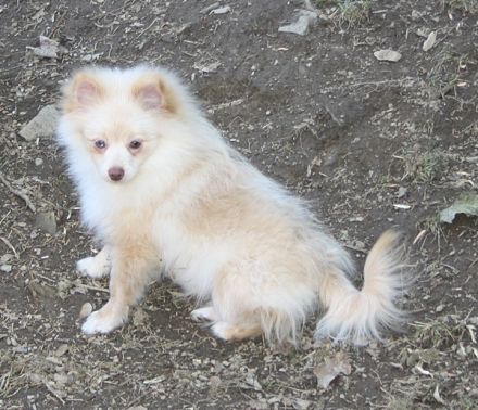 Flauschige Pomchi Welpen ( 75% Zwergspitz x 25% Chihuahua ) in schoko und creme !