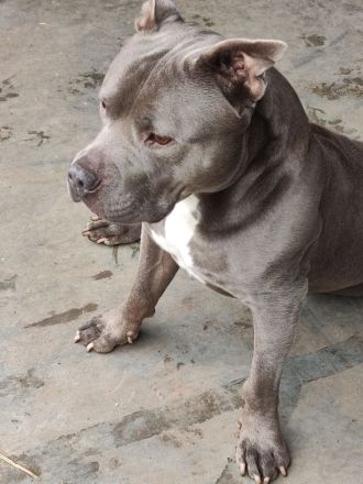 American Pocket Bully