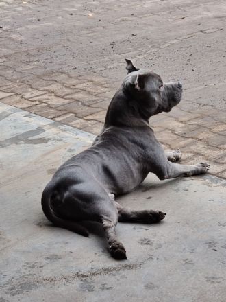 American Pocket Bully