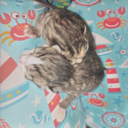 2 Kater mit 6 Monaten und 2 Katzen 3 Monate suchen neues Zuhause