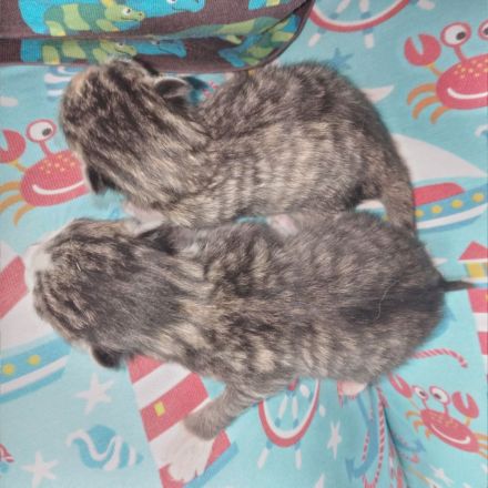 2 Kater mit 6 Monaten und 2 Katzen 3 Monate suchen neues Zuhause