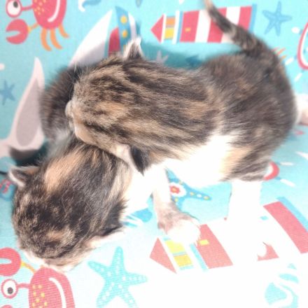 2 Kater mit 6 Monaten und 2 Katzen 3 Monate suchen neues Zuhause