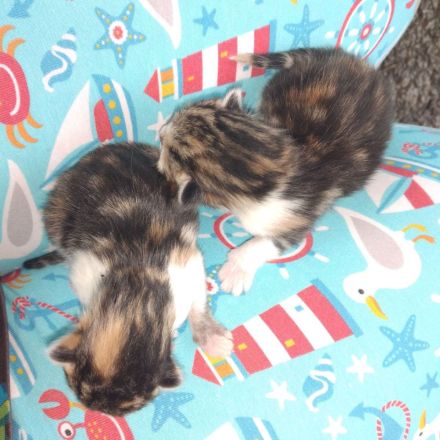 2 Kater mit 6 Monaten und 2 Katzen 3 Monate suchen neues Zuhause