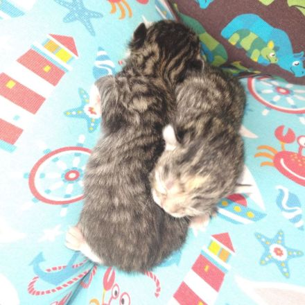 2 Kater mit 6 Monaten und 2 Katzen 3 Monate suchen neues Zuhause