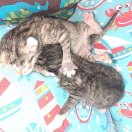 2 Kater mit 6 Monaten und 2 Katzen 3 Monate suchen neues Zuhause
