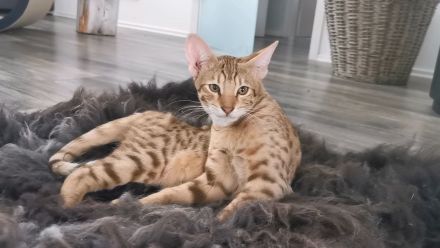 F5SBT Savannah Kitten verschmustes Mädel m. Stammbaum