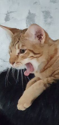 F5SBT Savannah Kitten verschmustes Mädel m. Stammbaum