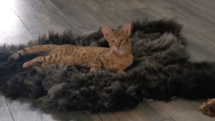 F5SBT Savannah Kitten verschmustes Mädel m. Stammbaum