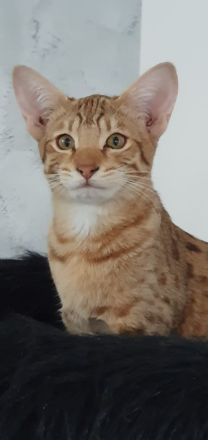 F5SBT Savannah Kitten verschmustes Mädel m. Stammbaum