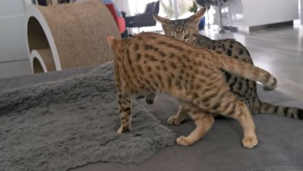 F5SBT Savannah Kitten verschmustes Mädel m. Stammbaum