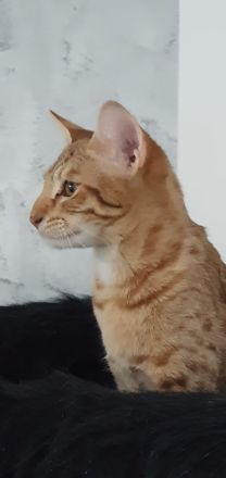 F5SBT Savannah Kitten verschmustes Mädel m. Stammbaum