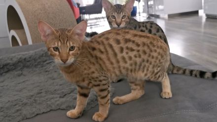 F5SBT Savannah Kitten verschmustes Mädel m. Stammbaum