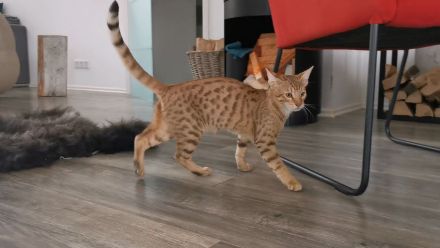 F5SBT Savannah Kitten verschmustes Mädel m. Stammbaum