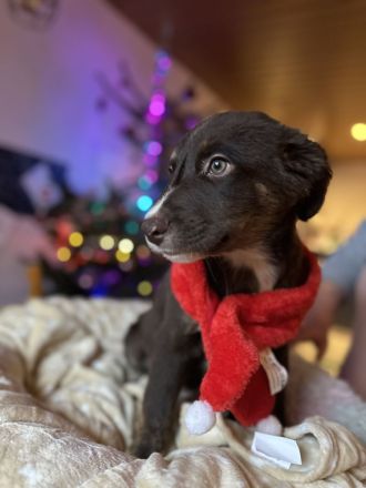 Nur noch 4 wunderschöne Welpen suchen ihr für immer zuhause!