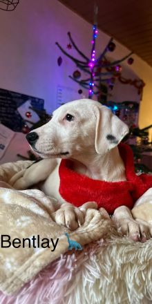 Nur noch 4 wunderschöne Welpen suchen ihr für immer zuhause!