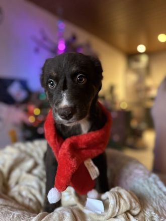 Nur noch 4 wunderschöne Welpen suchen ihr für immer zuhause!