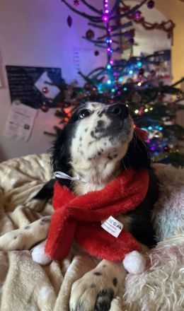 Nur noch 4 wunderschöne Welpen suchen ihr für immer zuhause!