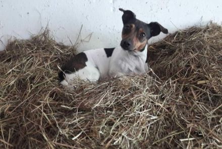 Suche Jack Russell Deckrüde