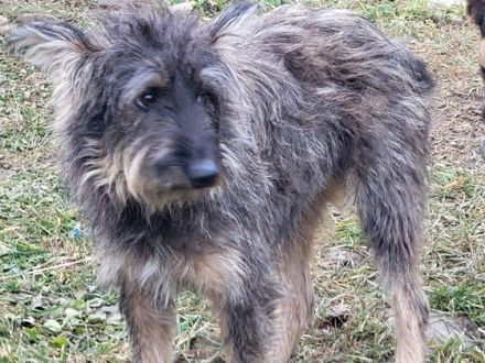 Happy End für Struppi gesucht