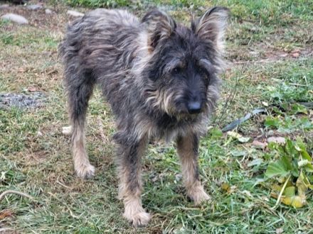 Happy End für Struppi gesucht